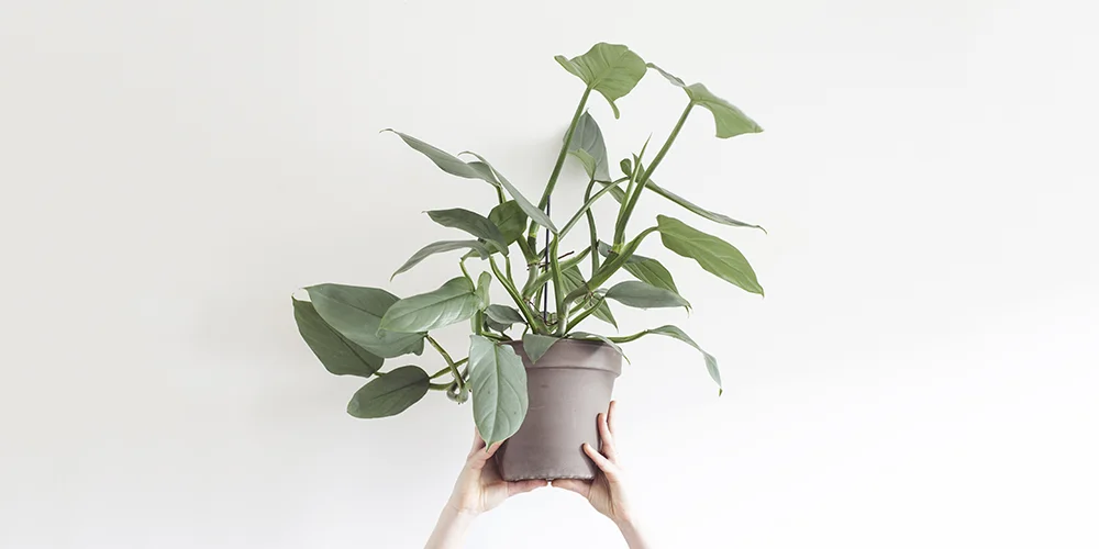 Philodendron Hastatum verzorgen
