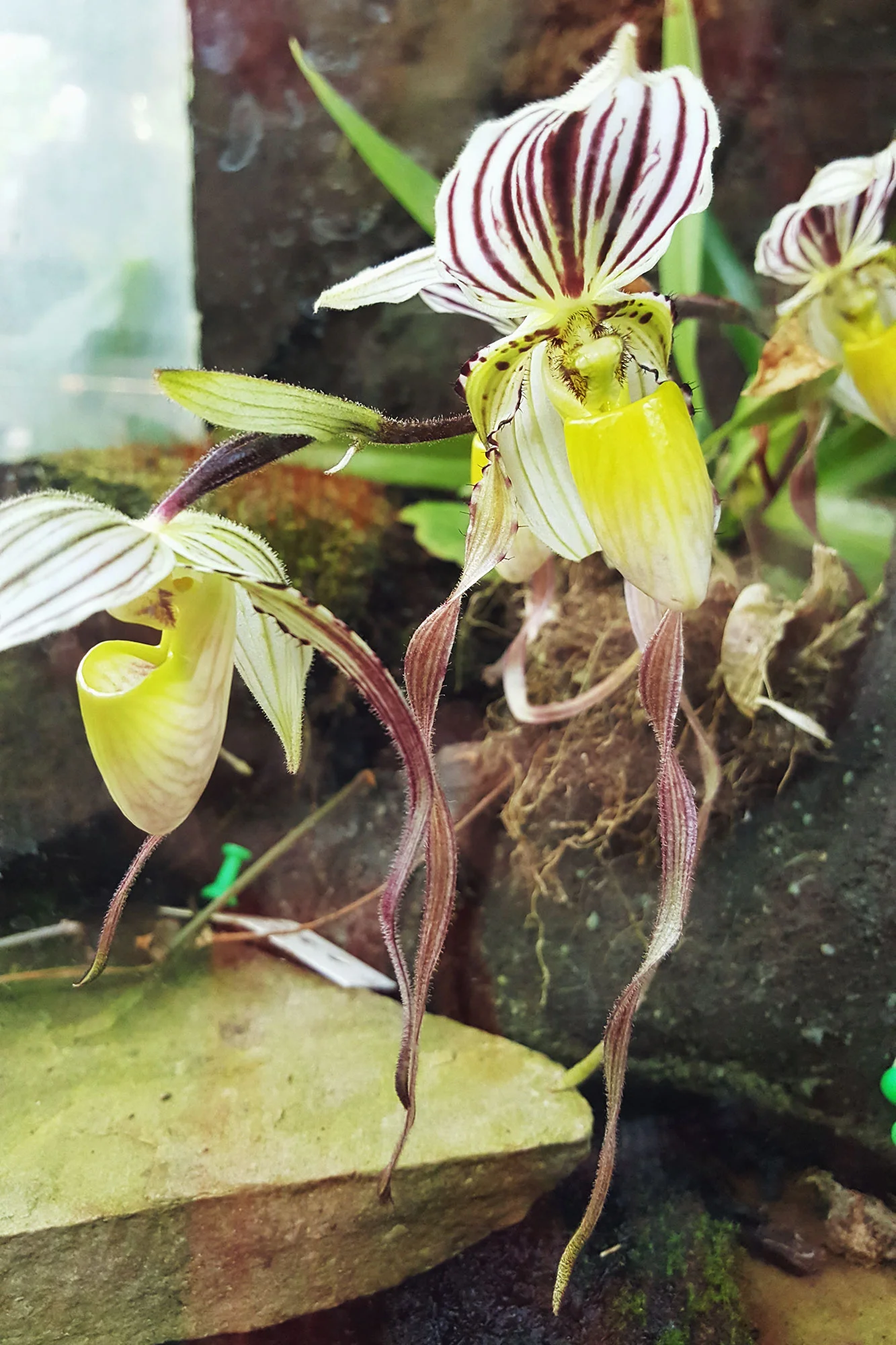 Orchideeen die zelfs ik mooi vind!