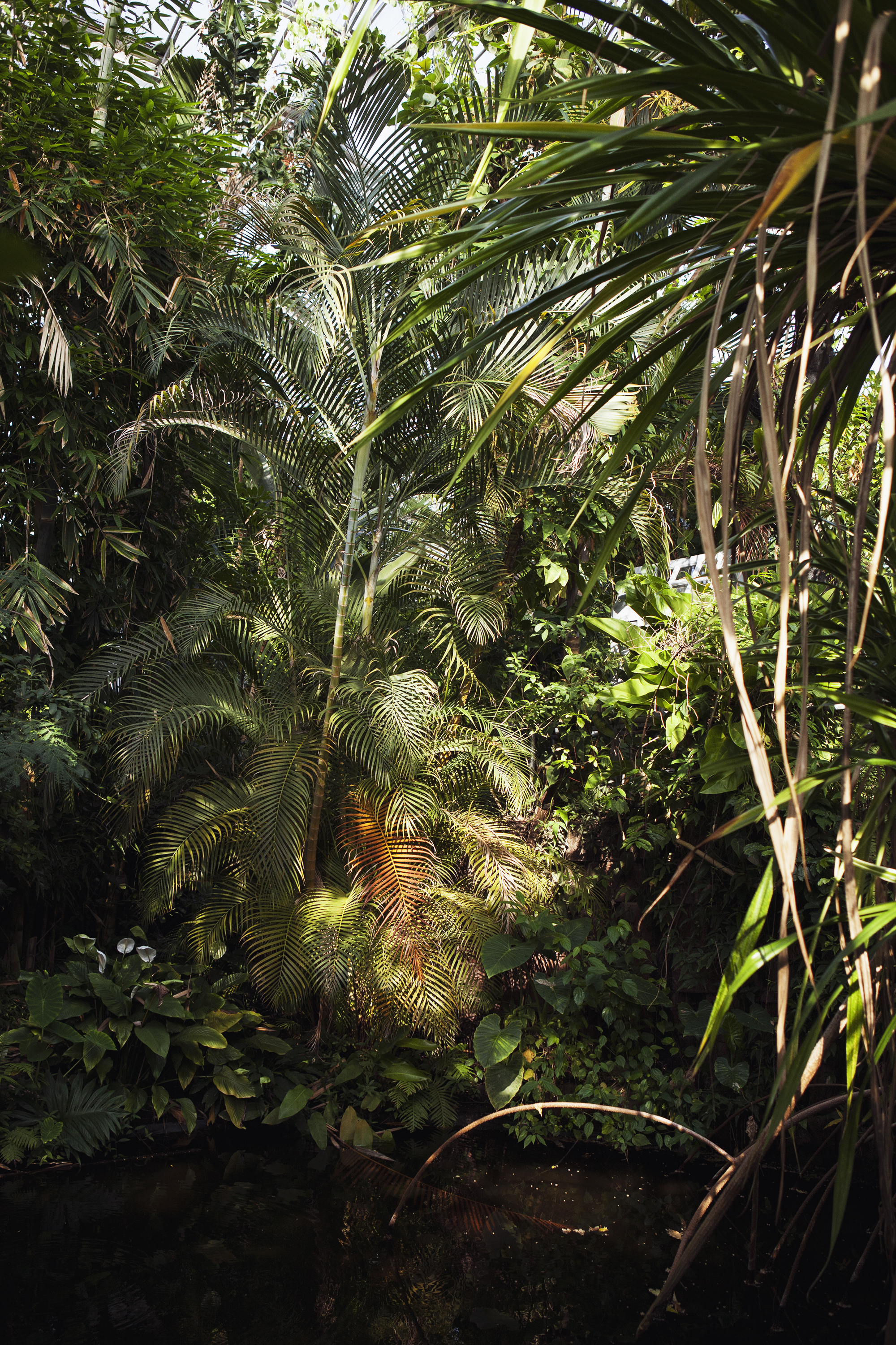Hortus Botanicus Mama Botanica_11b.jpg