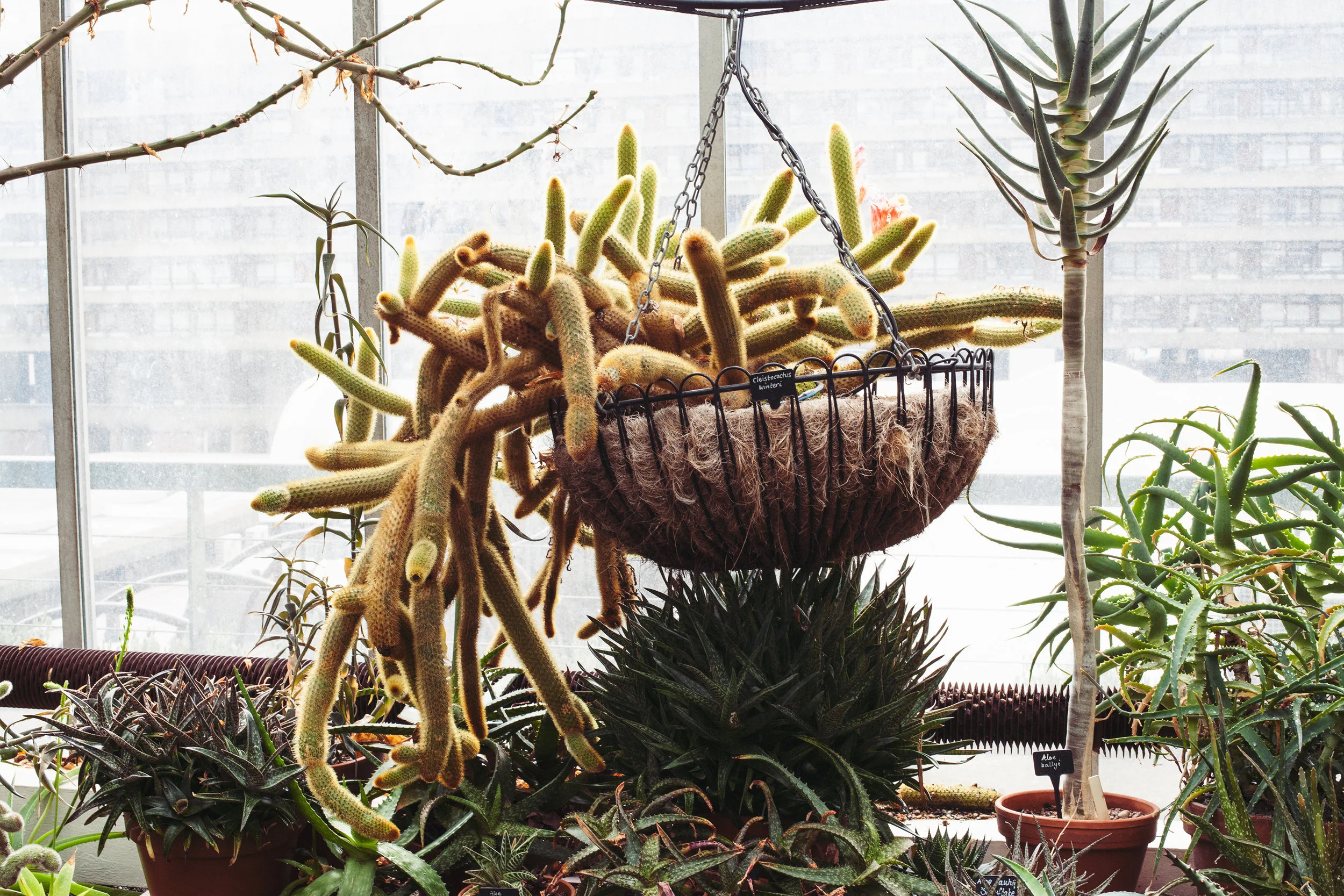Barbican Conservatory Mama Botanica_12.jpg