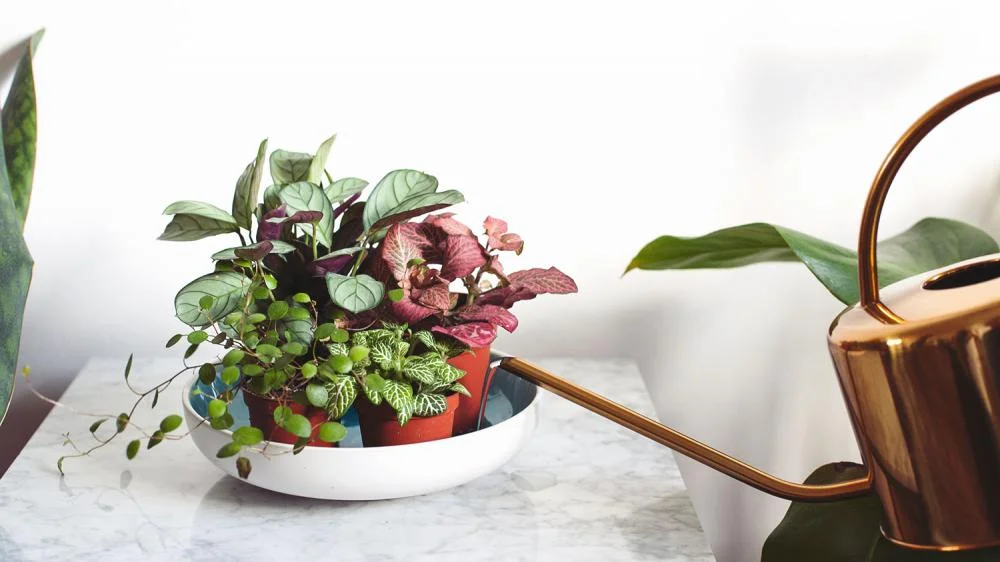 kleine plantjes.jpg