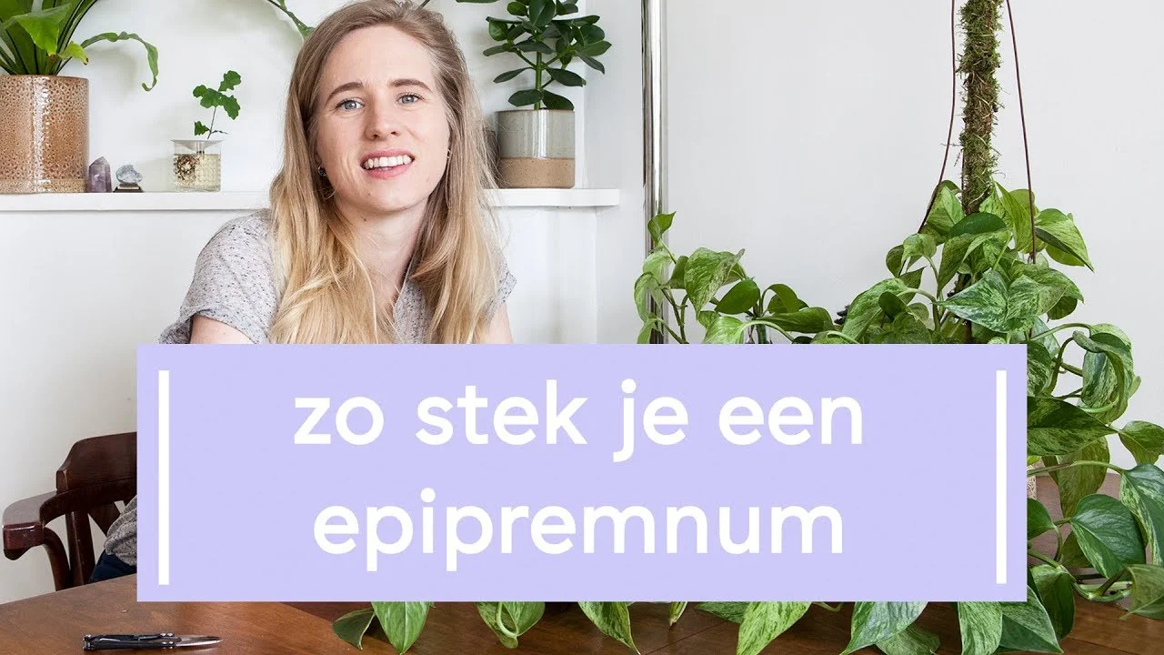Zo stek je je Epipremnum (video)