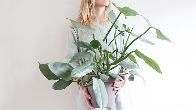hastatum image.jpg