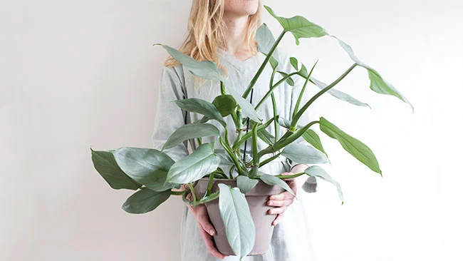 Plantenvraag: Waarom vertakt mijn Philodendron hastatum niet?  Mama  Botanica