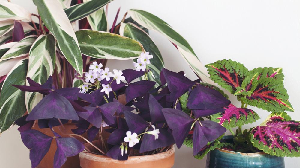 Wat Je Kan Doen Als De Bladeren Van Je Plant Verkleuren — Mama Botanica