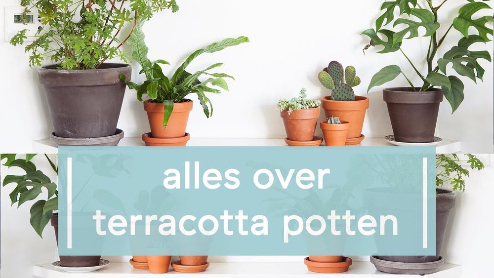 Piket Marty Fielding te veel Alles over terracotta potten — Mama Botanica