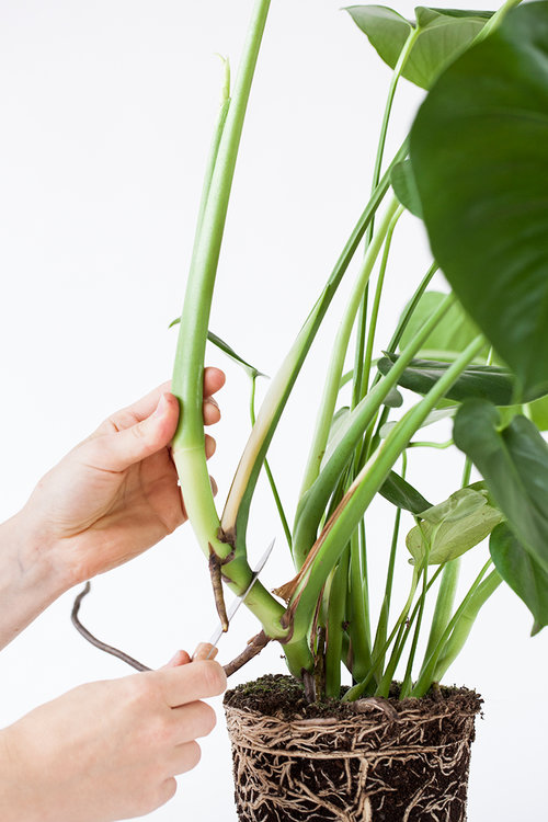 monstera gatenplant stekken