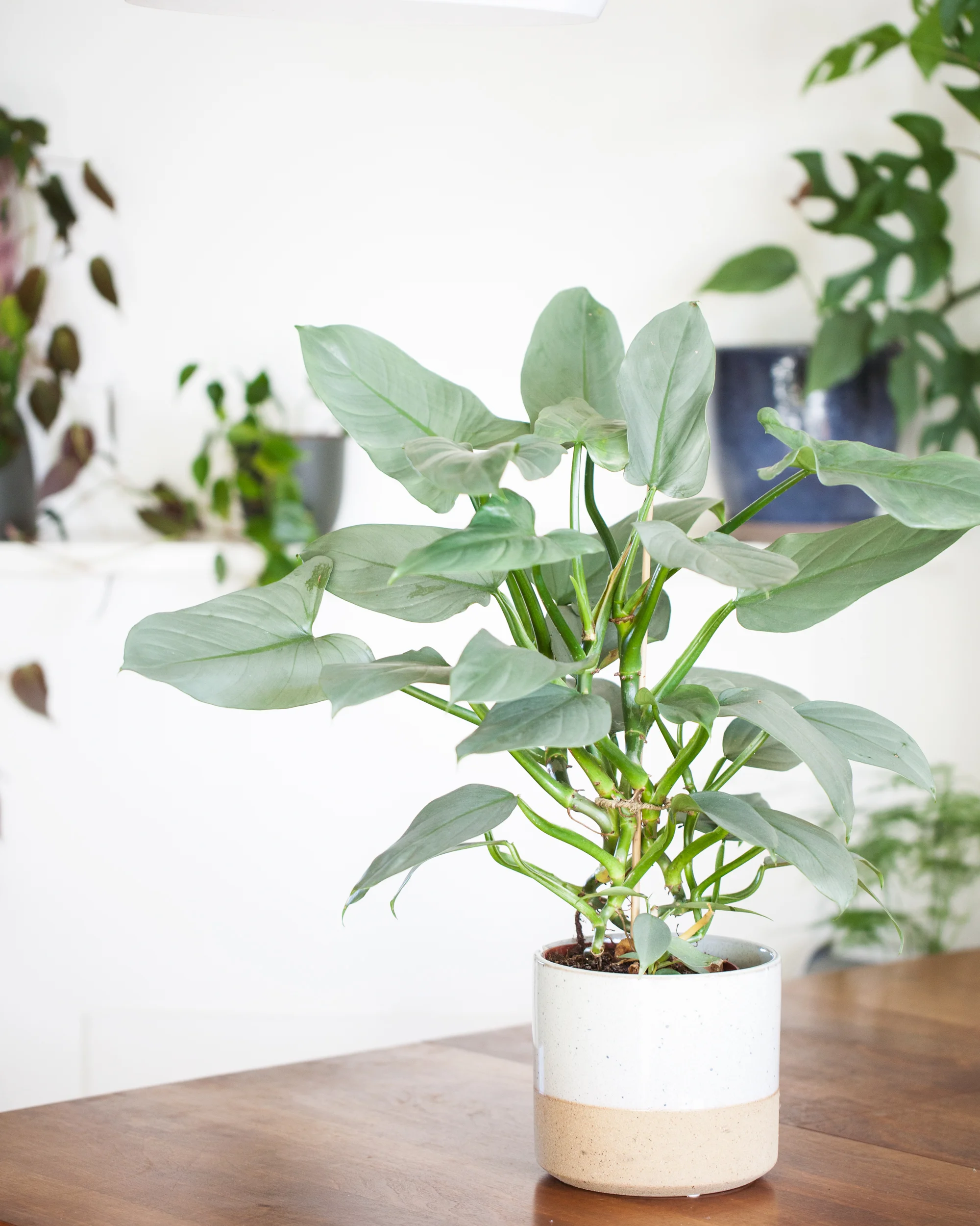 De Philodendron familie