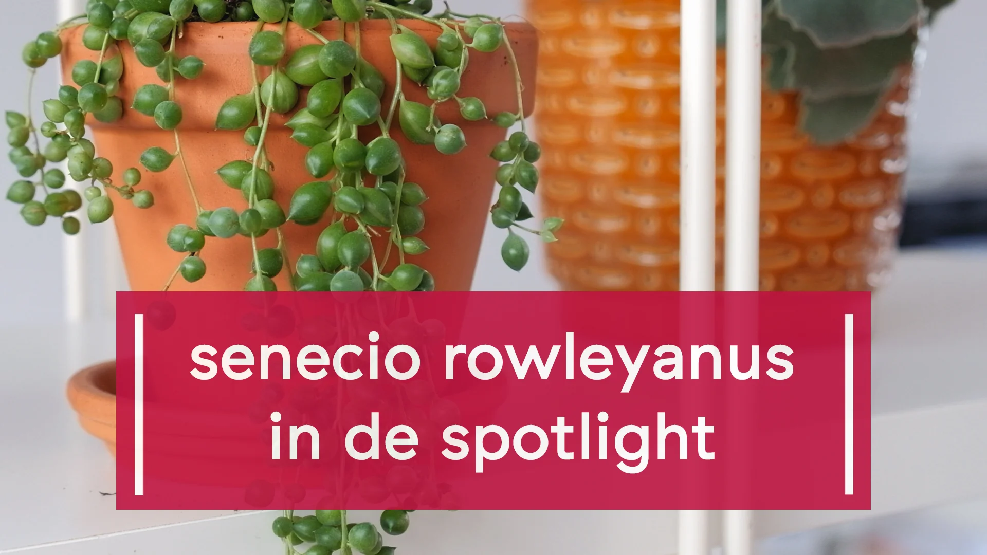 Erwtenplantje, Senecio rowleyanus, String of Pearls verzorgen