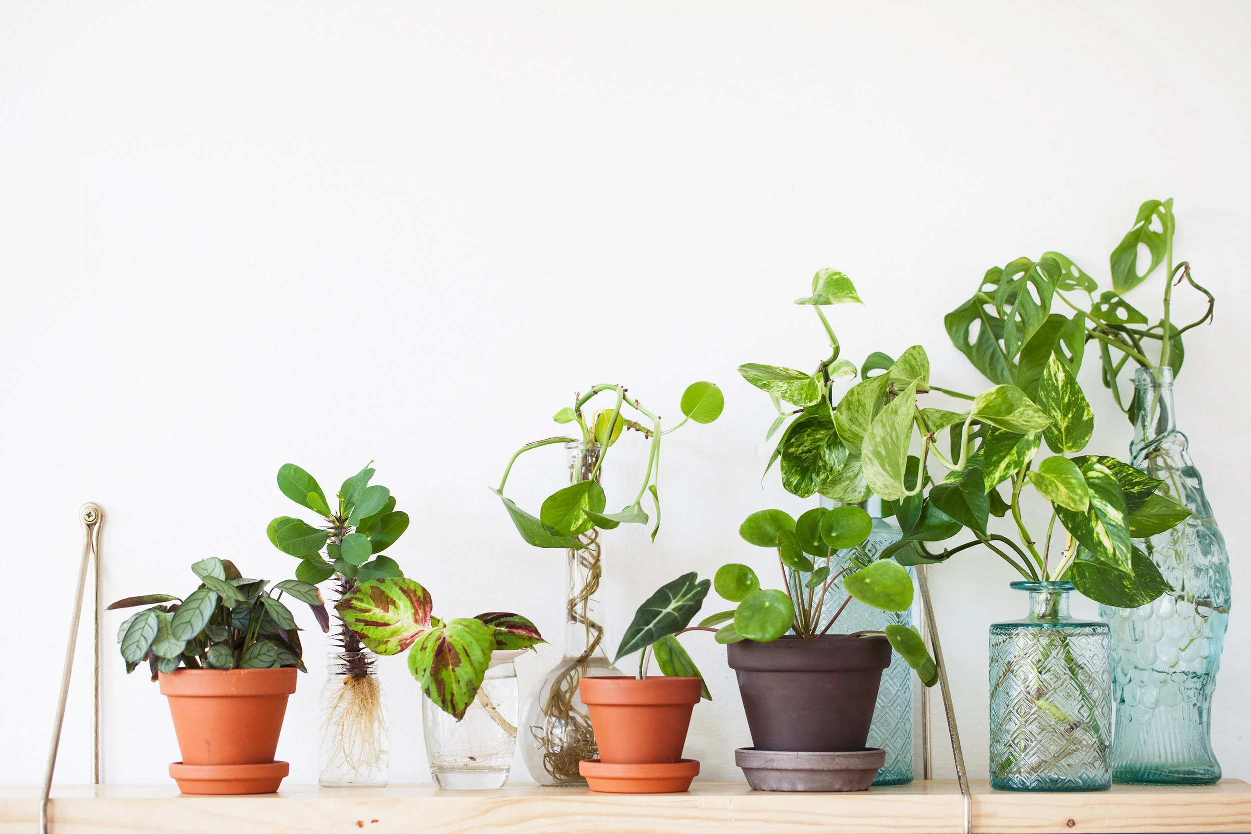 Wist je dat je de meeste planten thuis kunt stekken?