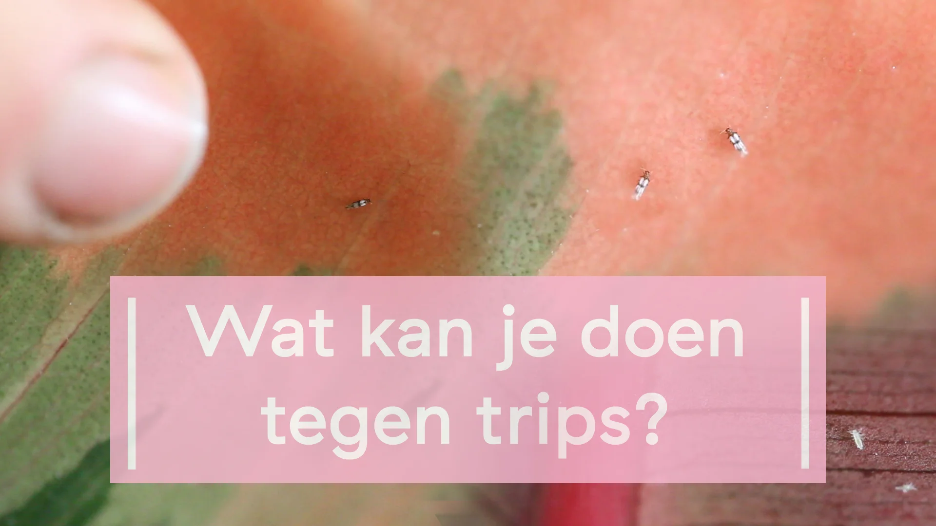 Rouwvliegjes zo kom je van ze af — Mama Botanica Rouwvliegjes zo kom je van ze af — Mama Botanica