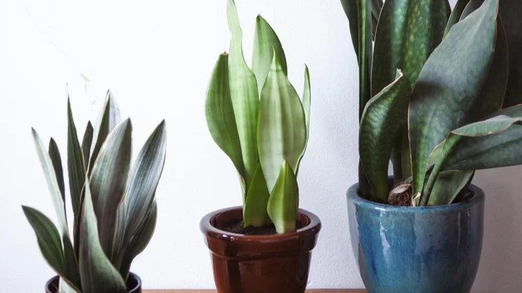 sansevieria trifasciata vs zeylanica Sansevieria trifasciata 'Zeylanica' 3.5