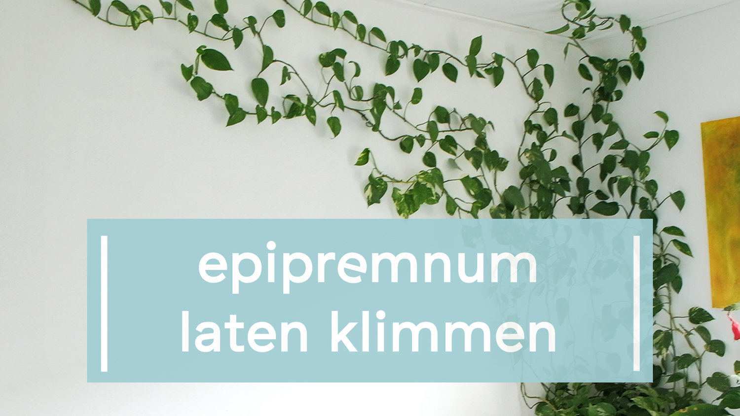 inhalen Knop Vochtigheid Epipremnum klimplant binnen langs de muur laten groeien — Mama Botanica