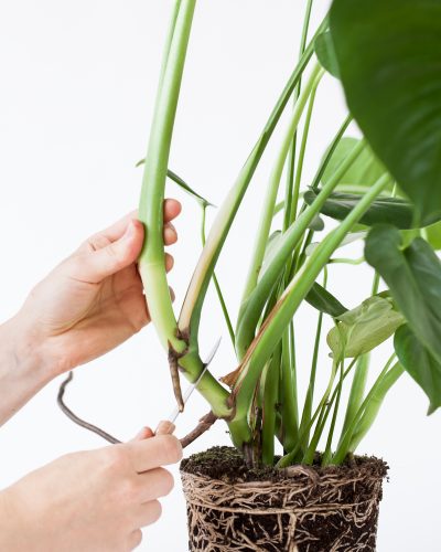 aantal Fruitig Uitbeelding Zelf je planten stekken: 3 verschillende stek-methodes — Mama Botanica