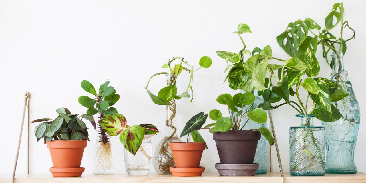 aantal Fruitig Uitbeelding Zelf je planten stekken: 3 verschillende stek-methodes — Mama Botanica
