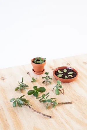 Crassula ovata (Jadeplant) stekken