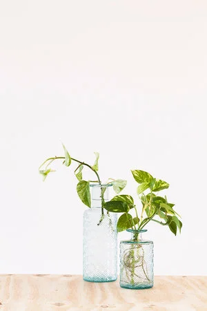 Drakenklimop (Epipremnum aureum) stekken + instructievideo