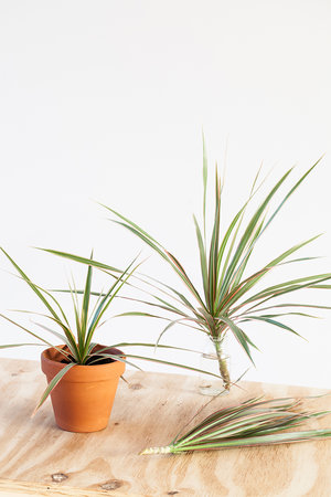 Dracaena stekken
