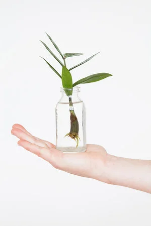 Zamioculcas zamiifolia stekken