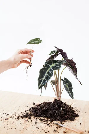 Alocasia (Olifantsoor) stekken