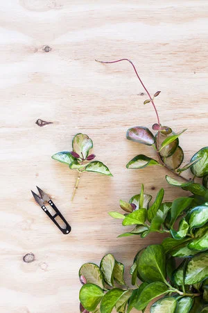 Hoya carnosa stekken