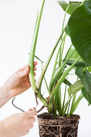 Monstera deliciosa (gatenplant) stekken? Zo stek je jouw plant in 3 simpele stappen!