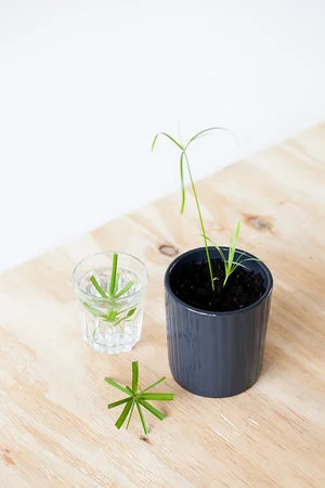 Parapluplant (Papyrus) stekken