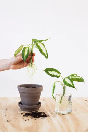 Dieffenbachia stekken