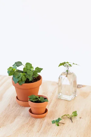 Hedera (klimop) stekken