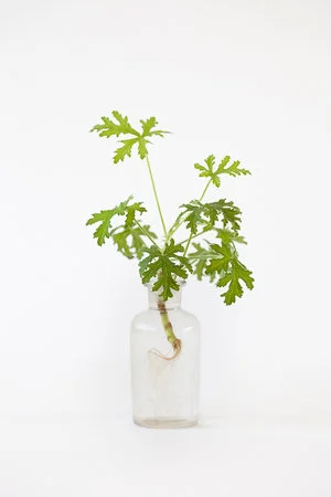 Citroengeranium stekken (direct in de potgrond of in water): stappenplan + video