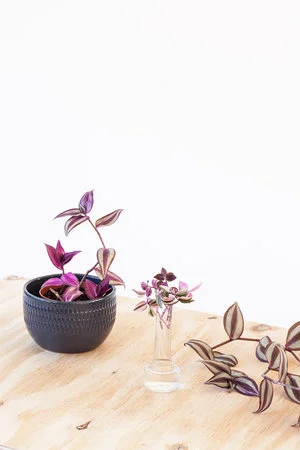 Tradescantia stekken: stappenplan + video