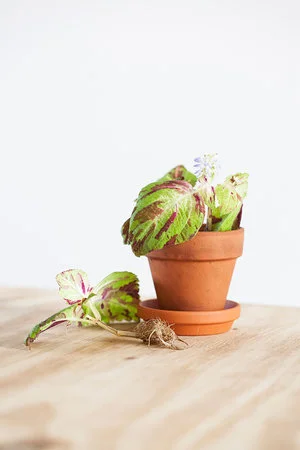 Siernetel (Coleus) stekken: stappenplan + video