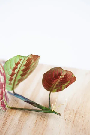 Maranta stekken