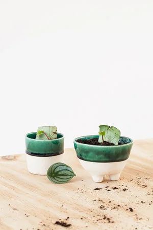 Peperomia argyreia stekken