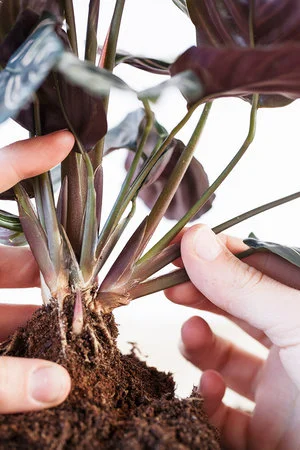 Calathea stekken: stappenplan + video