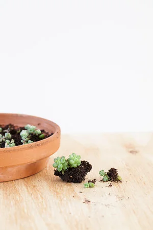 Sedum burrito stekken