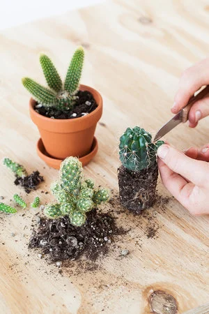Cactus stekken: stappenplan + video