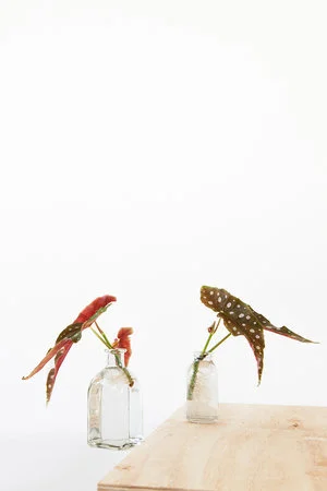 Begonia maculata (Stippenbegonia) stekken