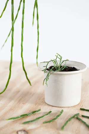 Rhipsalis stekken: stappenplan + video