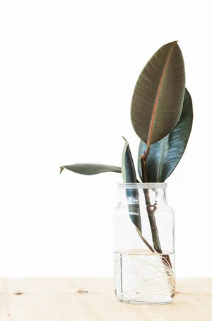 Ficus elastica stekken: stappenplan + video