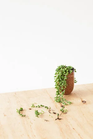 Erwtenplantje stekken: stappenplan + video