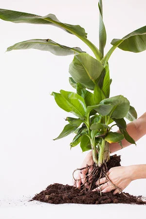 Bananenplant stekken: stappenplan + instructievideo
