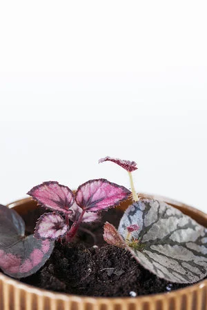 Begonia rex stekken: stappenplan + video
