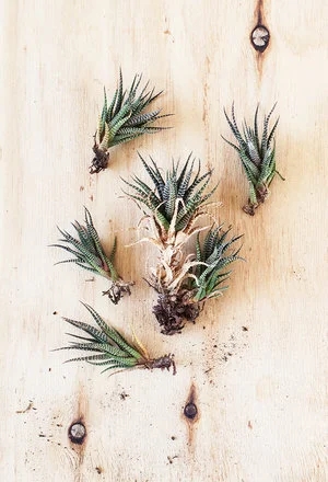 Haworthia fasciata stekken