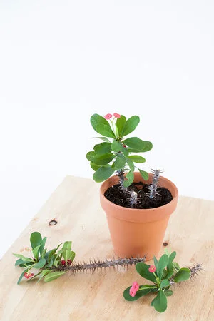 Euphorbia milii stekken