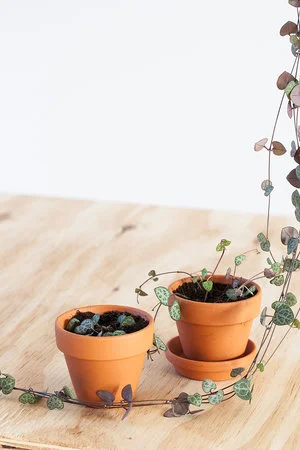 Chinees lantaarnplantje stekken (Ceropegia woodii / String of hearts)