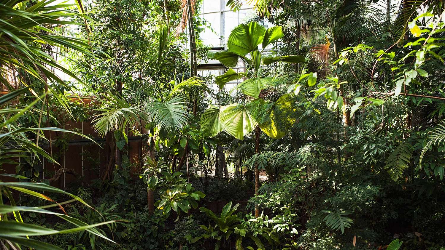 Amsterdam plant hotspots you must visit! — Mama Botanica