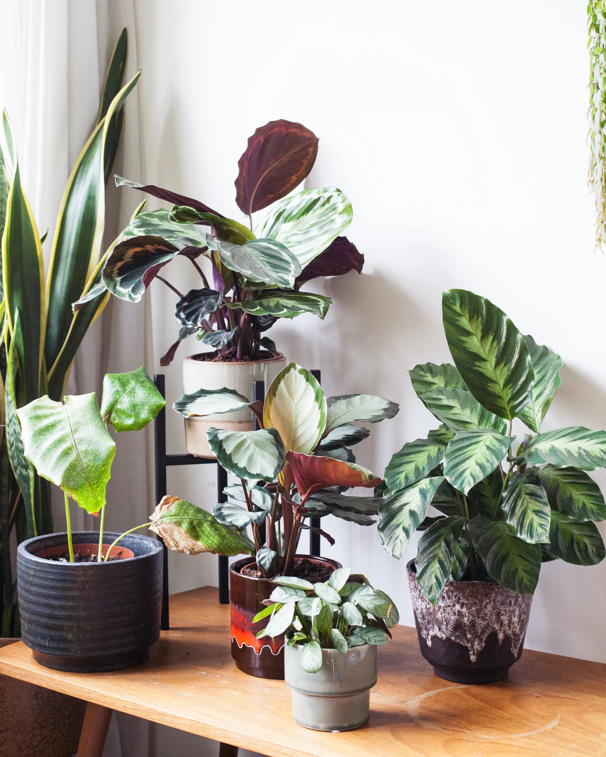Intratuin_Mama Botanica_Calathea_01.jpg