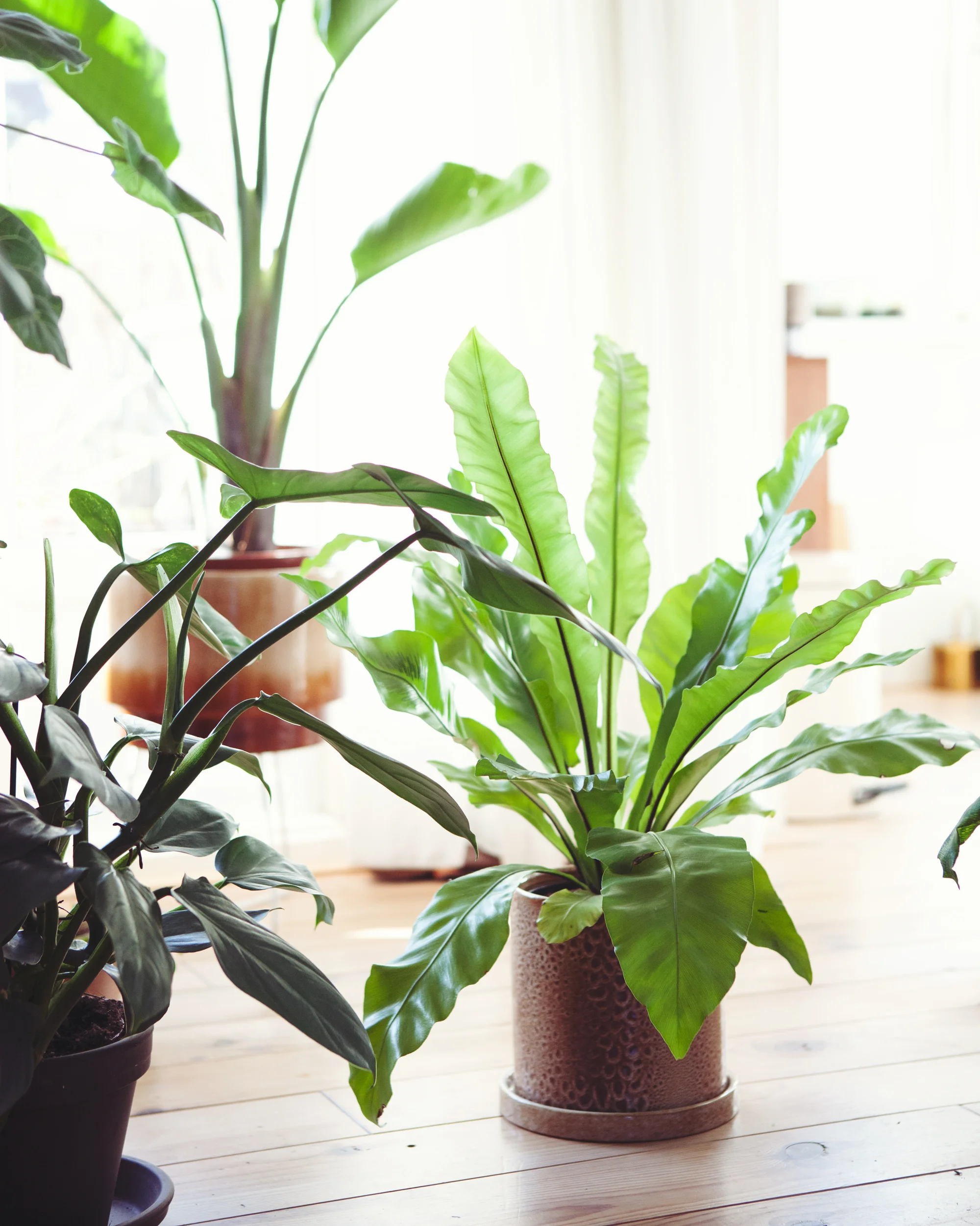 Zo verzorg je je planten in de zomer ☀️