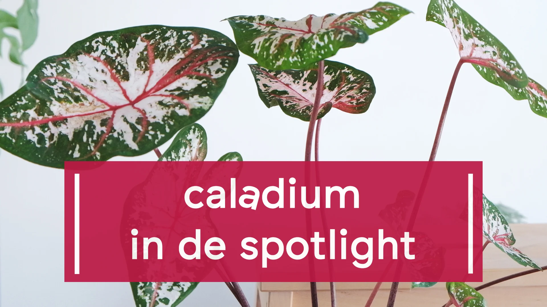 Zo verzorg je een Caladium (artikel + video)